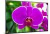 Beautiful Purple Orchid Flowers-Daimond Shutter-Mounted Photographic Print