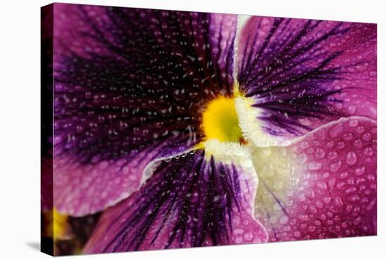 Beautiful Purple Pansy Violet Flower with Water Drops-Digidesign-Stretched Canvas