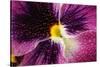 Beautiful Purple Pansy Violet Flower with Water Drops-Digidesign-Stretched Canvas