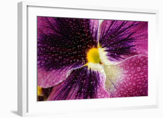 Beautiful Purple Pansy Violet Flower with Water Drops-Digidesign-Framed Art Print