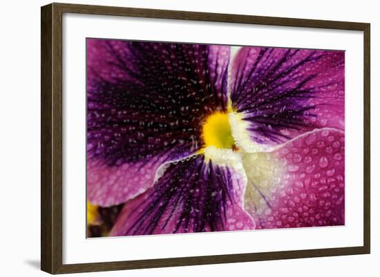 Beautiful Purple Pansy Violet Flower with Water Drops-Digidesign-Framed Art Print