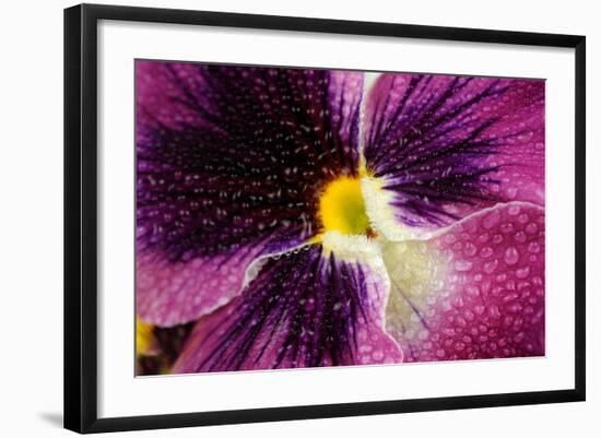 Beautiful Purple Pansy Violet Flower with Water Drops-Digidesign-Framed Art Print