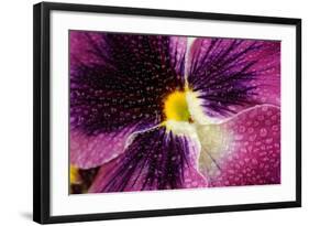 Beautiful Purple Pansy Violet Flower with Water Drops-Digidesign-Framed Art Print