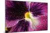 Beautiful Purple Pansy Violet Flower with Water Drops-Digidesign-Mounted Art Print
