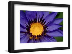 Beautiful Purple Water Lilly or Lotus on Water-nightclaw_th-Framed Photographic Print