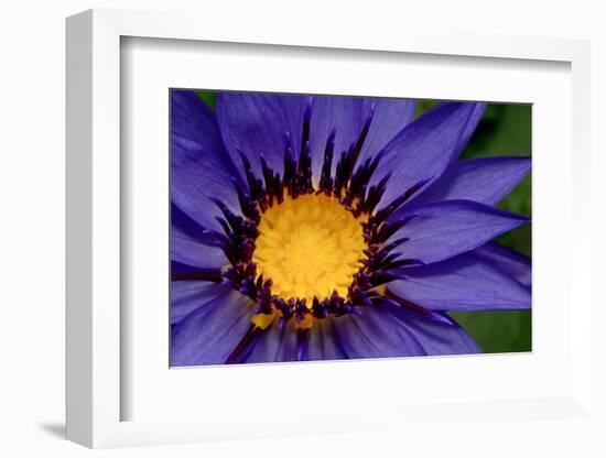 Beautiful Purple Water Lilly or Lotus on Water-nightclaw_th-Framed Photographic Print