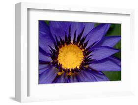 Beautiful Purple Water Lilly or Lotus on Water-nightclaw_th-Framed Photographic Print