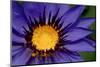 Beautiful Purple Water Lilly or Lotus on Water-nightclaw_th-Mounted Photographic Print