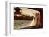 Beautiful, Quiet, White Horse Waits in Paddock-Alekuwka-Framed Photographic Print