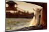 Beautiful, Quiet, White Horse Waits in Paddock-Alekuwka-Mounted Photographic Print