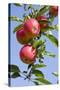 Beautiful Red Apples, Lafayette, New York, USA-Cindy Miller Hopkins-Stretched Canvas