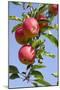 Beautiful Red Apples, Lafayette, New York, USA-Cindy Miller Hopkins-Mounted Photographic Print