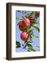 Beautiful Red Apples, Lafayette, New York, USA-Cindy Miller Hopkins-Framed Photographic Print