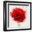 Beautiful Red Poppy, Closeup on a White Background, with Elements of the Sketch and Spray Paint, As-Pacrovka-Framed Art Print