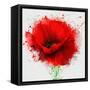 Beautiful Red Poppy, Closeup on a White Background, with Elements of the Sketch and Spray Paint, As-Pacrovka-Framed Stretched Canvas