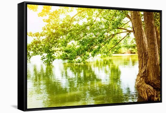 Beautiful River Landscape, Reflection of Big Tree in Calm Water, Forest Nature, Bright Yellow Sunli-Anna Omelchenko-Framed Stretched Canvas