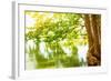 Beautiful River Landscape, Reflection of Big Tree in Calm Water, Forest Nature, Bright Yellow Sunli-Anna Omelchenko-Framed Photographic Print