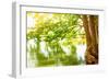 Beautiful River Landscape, Reflection of Big Tree in Calm Water, Forest Nature, Bright Yellow Sunli-Anna Omelchenko-Framed Photographic Print