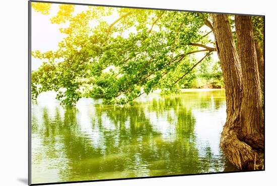 Beautiful River Landscape, Reflection of Big Tree in Calm Water, Forest Nature, Bright Yellow Sunli-Anna Omelchenko-Mounted Photographic Print