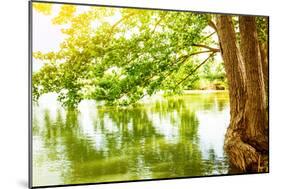 Beautiful River Landscape, Reflection of Big Tree in Calm Water, Forest Nature, Bright Yellow Sunli-Anna Omelchenko-Mounted Photographic Print