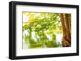 Beautiful River Landscape, Reflection of Big Tree in Calm Water, Forest Nature, Bright Yellow Sunli-Anna Omelchenko-Framed Photographic Print