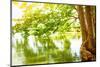 Beautiful River Landscape, Reflection of Big Tree in Calm Water, Forest Nature, Bright Yellow Sunli-Anna Omelchenko-Mounted Photographic Print