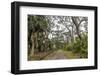 Beautiful road with trees on both sides, Minami Daito, Daito Islands, Japan, Asia-Michael Runkel-Framed Photographic Print