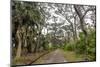 Beautiful road with trees on both sides, Minami Daito, Daito Islands, Japan, Asia-Michael Runkel-Mounted Photographic Print