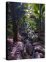 Beautiful Rocks in the Jungle of Valle De Mai, Praslin, Seychelles, Africa-null-Stretched Canvas