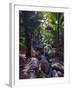 Beautiful Rocks in the Jungle of Valle De Mai, Praslin, Seychelles, Africa-null-Framed Photographic Print