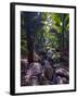 Beautiful Rocks in the Jungle of Valle De Mai, Praslin, Seychelles, Africa-null-Framed Photographic Print