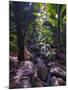 Beautiful Rocks in the Jungle of Valle De Mai, Praslin, Seychelles, Africa-null-Mounted Photographic Print