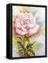 Beautiful Rose, Oil Painting on Canvas-Valenty-Framed Stretched Canvas