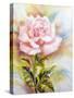 Beautiful Rose, Oil Painting on Canvas-Valenty-Stretched Canvas