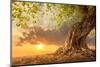 Beautiful Scence of Big Tree with Leaves at Sunset Sky with Clouds. Fantasy Landscape with Free Cop-TWStock-Mounted Photographic Print