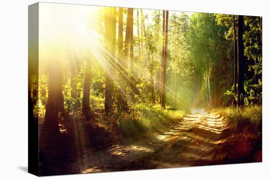 Beautiful Scene Misty Old Forest with Sun Rays, Shadows and Fog-Subbotina Anna-Stretched Canvas