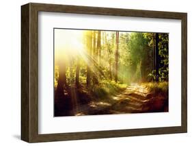 Beautiful Scene Misty Old Forest with Sun Rays, Shadows and Fog-Subbotina Anna-Framed Photographic Print