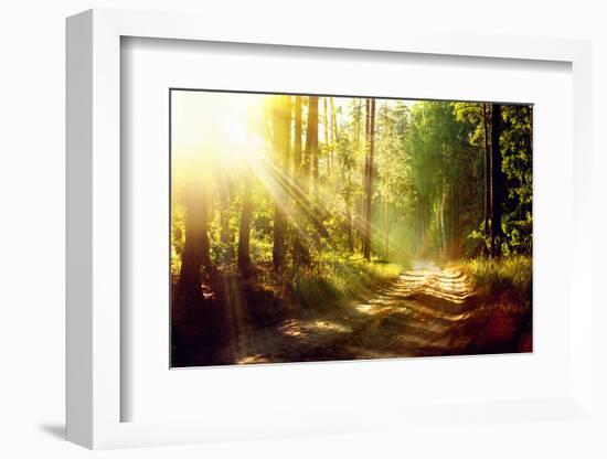 Beautiful Scene Misty Old Forest with Sun Rays, Shadows and Fog-Subbotina Anna-Framed Photographic Print