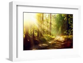 Beautiful Scene Misty Old Forest with Sun Rays, Shadows and Fog-Subbotina Anna-Framed Photographic Print