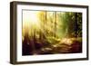 Beautiful Scene Misty Old Forest with Sun Rays, Shadows and Fog-Subbotina Anna-Framed Photographic Print