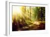 Beautiful Scene Misty Old Forest with Sun Rays, Shadows and Fog-Subbotina Anna-Framed Photographic Print