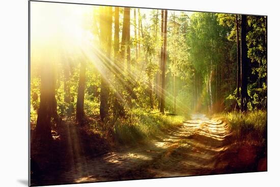 Beautiful Scene Misty Old Forest with Sun Rays, Shadows and Fog-Subbotina Anna-Mounted Photographic Print