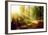 Beautiful Scene Misty Old Forest with Sun Rays, Shadows and Fog-Subbotina Anna-Framed Photographic Print