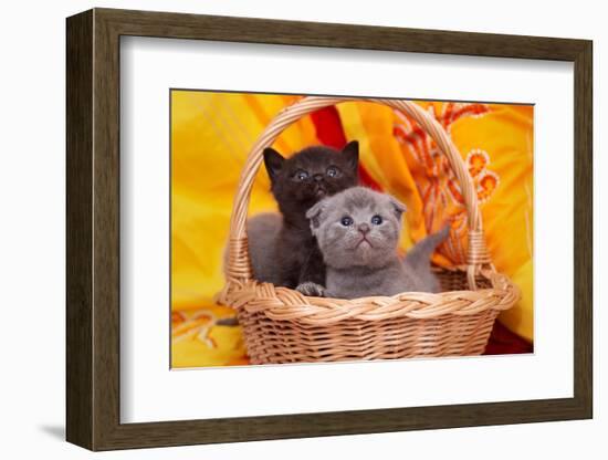 Beautiful Scottish Gray Kittens in a Basket-Forewer-Framed Photographic Print