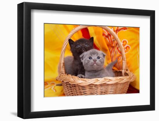 Beautiful Scottish Gray Kittens in a Basket-Forewer-Framed Photographic Print