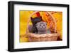 Beautiful Scottish Gray Kittens in a Basket-Forewer-Framed Photographic Print