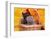 Beautiful Scottish Gray Kittens in a Basket-Forewer-Framed Photographic Print