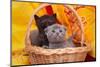 Beautiful Scottish Gray Kittens in a Basket-Forewer-Mounted Photographic Print