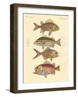 Beautiful Seabass-Like Fish-null-Framed Giclee Print