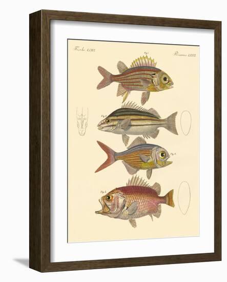 Beautiful Seabass-Like Fish-null-Framed Giclee Print